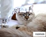 HAMAN anagram