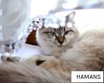 HAMANS anagram