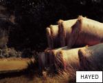 HAYED anagram