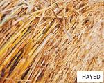 HAYED anagram