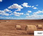 HAYED anagram