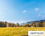 HAYFIELDS anagram