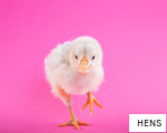 HENS anagram