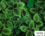 HERB anagram