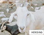 HERDING anagram