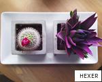 HEXER anagram