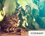 HIDEAWAY anagram
