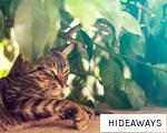 HIDEAWAYS anagram