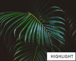 HIGHLIGHT anagram