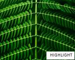 HIGHLIGHT anagram
