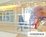 HINDBRAIN anagram