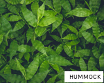 HUMMOCK anagram