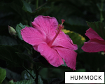 HUMMOCK anagram