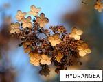 HYDRANGEA anagram