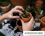 HYPOSTATIZED anagram