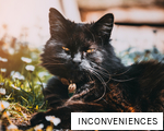 INCONVENIENCES anagram