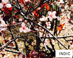 INDIC anagram