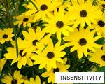 INSENSITIVITY anagram