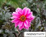 INSENSITIVITY anagram