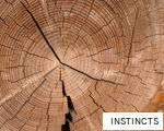 INSTINCTS anagram