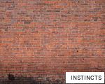 INSTINCTS anagram