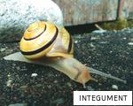 INTEGUMENT anagram