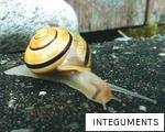 INTEGUMENTS anagram