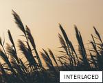 INTERLACED anagram