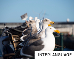 INTERLANGUAGE anagram