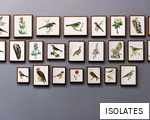 ISOLATES anagram