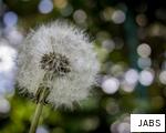 JABS anagram