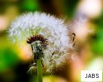JABS anagram