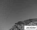 JACKDAW anagram