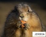 JERBOA anagram