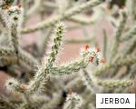 JERBOA anagram