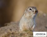 JERBOA anagram