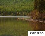 KANGAROO anagram