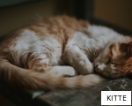 KITTE anagram