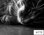KITTE anagram