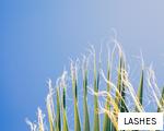 LASHES anagram
