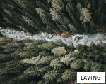 LAVING anagram