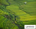 LAYERED anagram