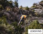 LEASHING anagram