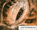 LEATHERBACKS anagram