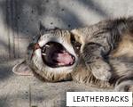 LEATHERBACKS anagram