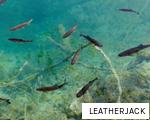 LEATHERJACK anagram