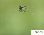 LEDGES anagram