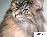 LEMUR anagram