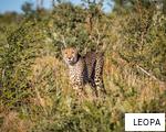 LEOPA anagram