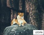 LEOPA anagram